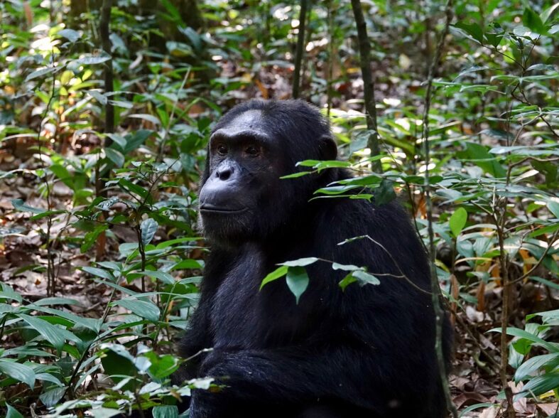 Uganda chimpanzee